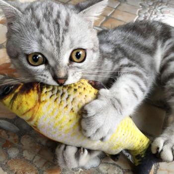 360Home Simulierte Karpfen Fisch Plüschkissen Katzenspielzeug